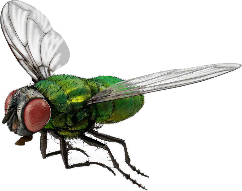 fly bug 3d nature freetoedit 3d Fly Png