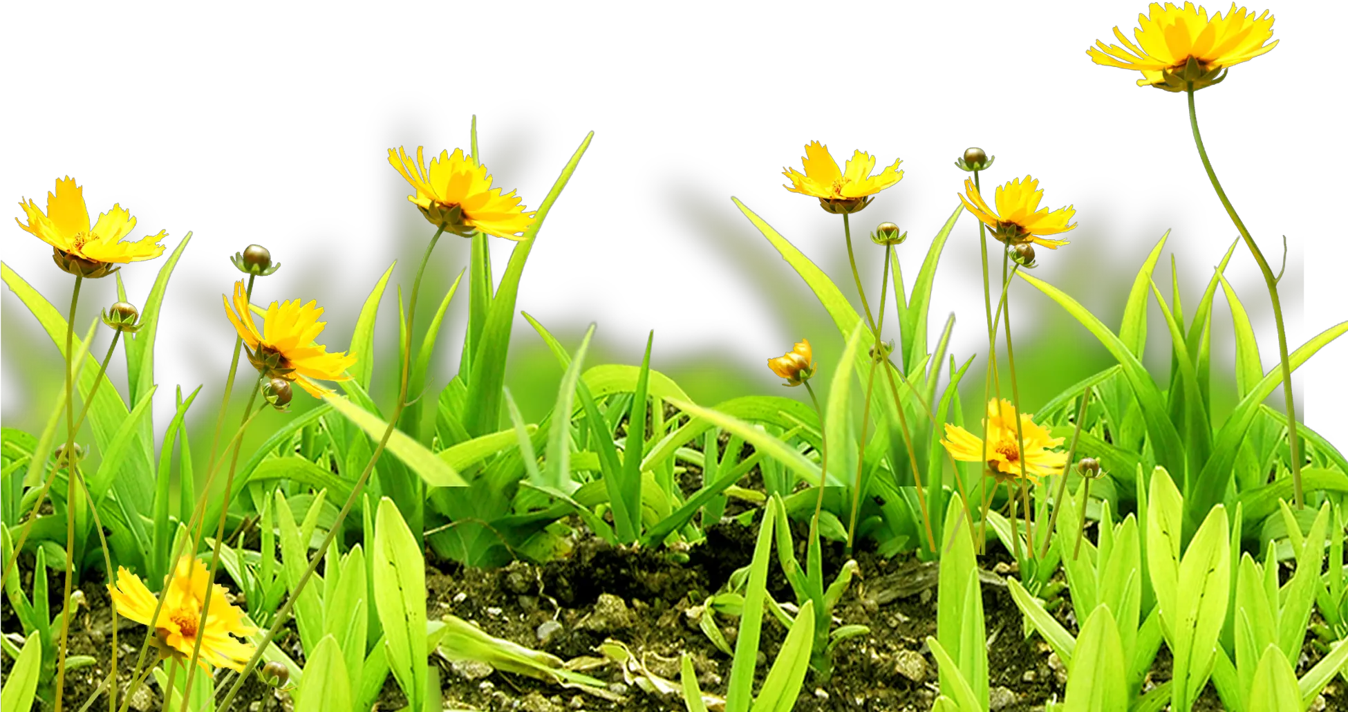 Meadow Flower Sky Grass Natural Flower Background Png