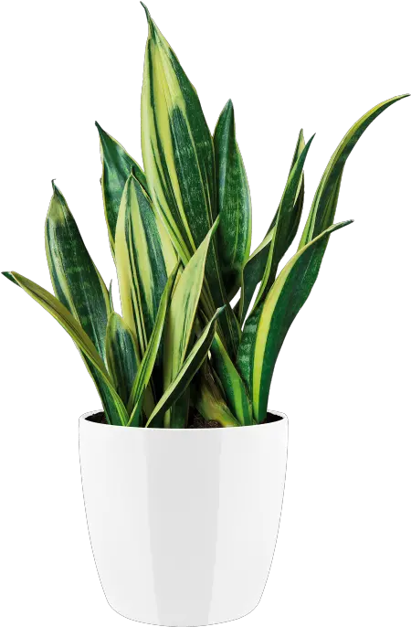 Indoor Plants Png Flowerpot
