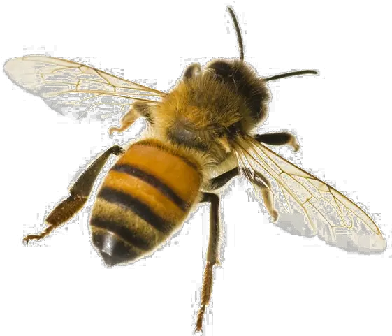 Png Of A Bee Honey Bee White Background