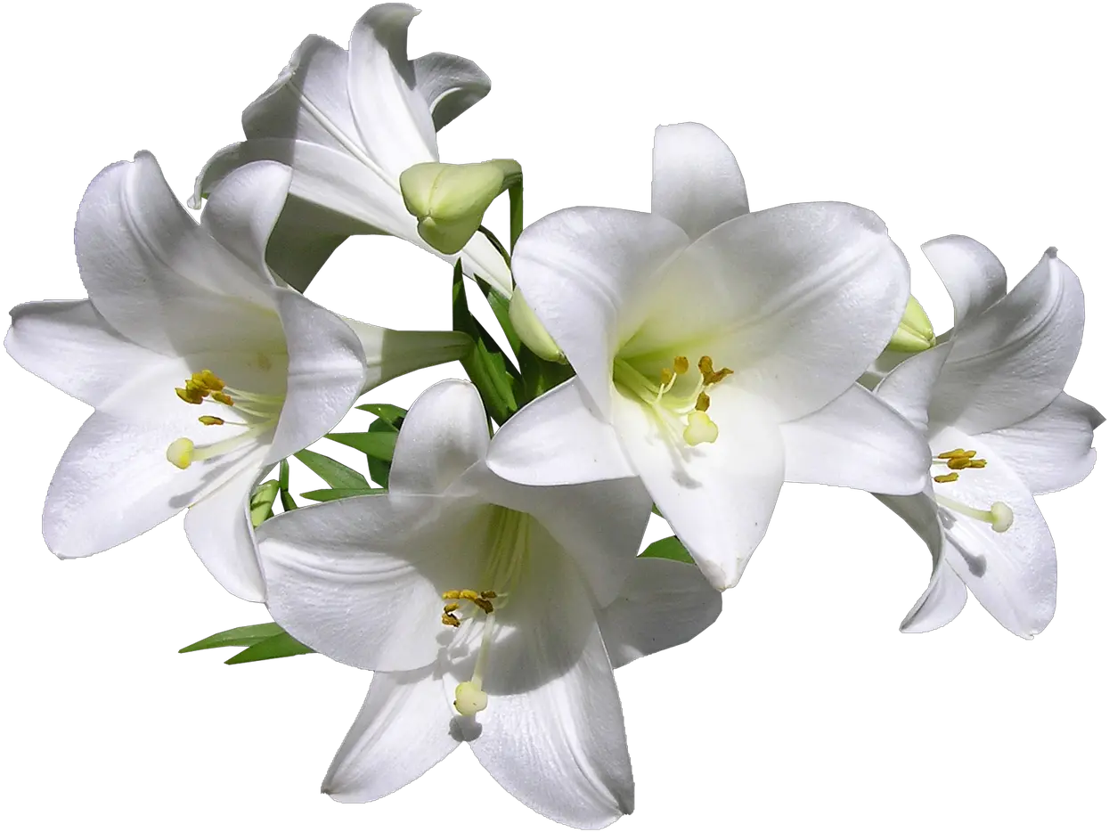 Transparent Lily Png Transparent White Lilies Png