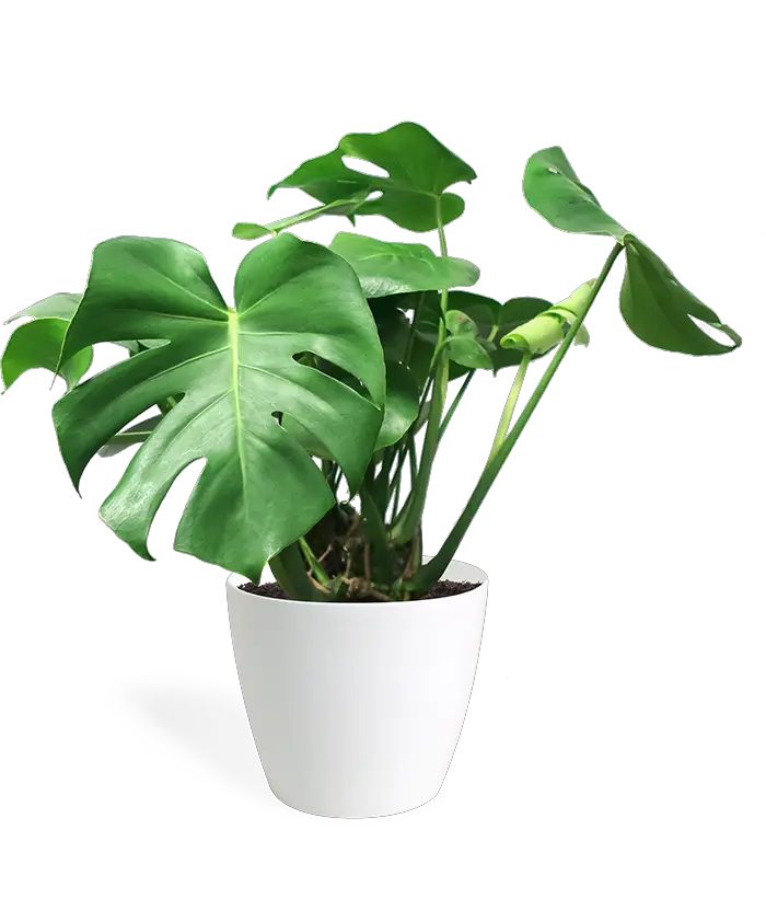 House Plant Transparent Background