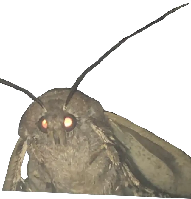 Glowing Eyes Meme Png Moth Lamp Meme Transparent