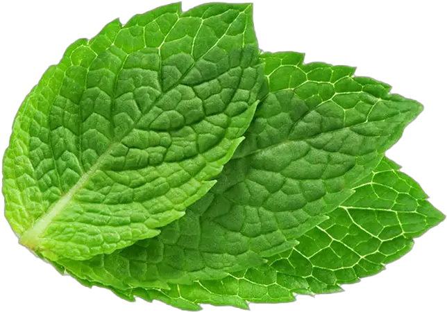 Transparent Mint Leaf Png