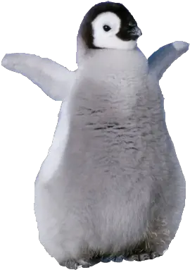 Baby Penguin Transparent Background