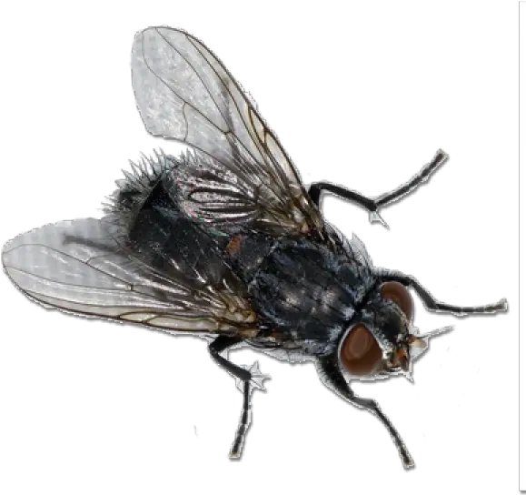 Fly Free Png Image Download Fly Png