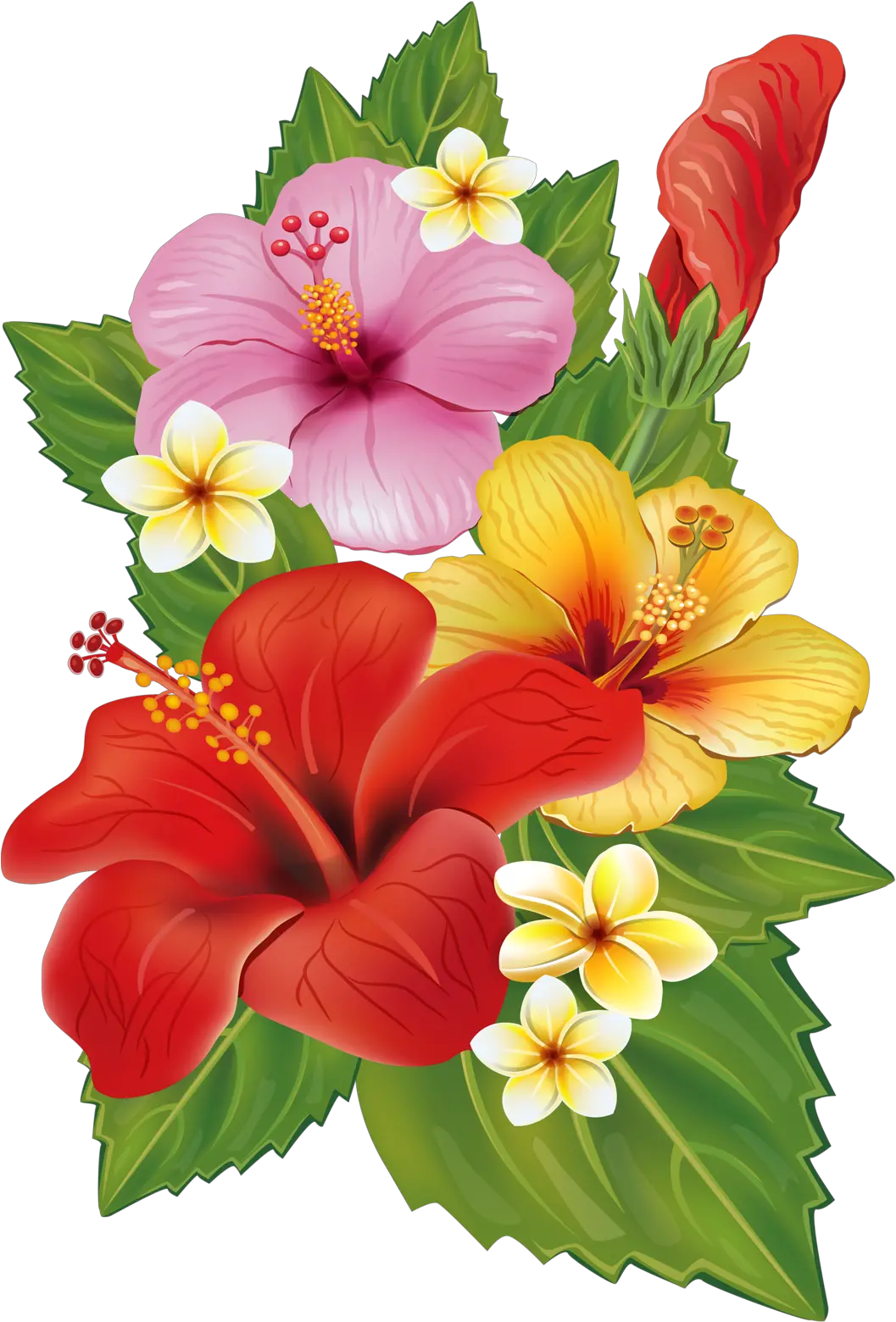 Hawaii Clipart Plumeria Hawaiian Tropical Flowers Transparent Background