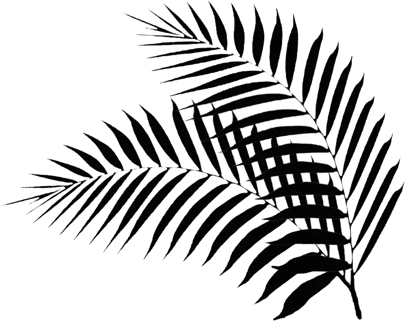 Black Palm Leaf Black Palm Leaf Png- Palm Leaf Clipart Black And White