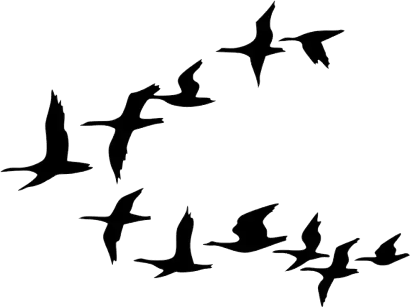 Bird Flock Of Birds Clipart Tree Cartoon Black And Cartoon Flying Birds Png