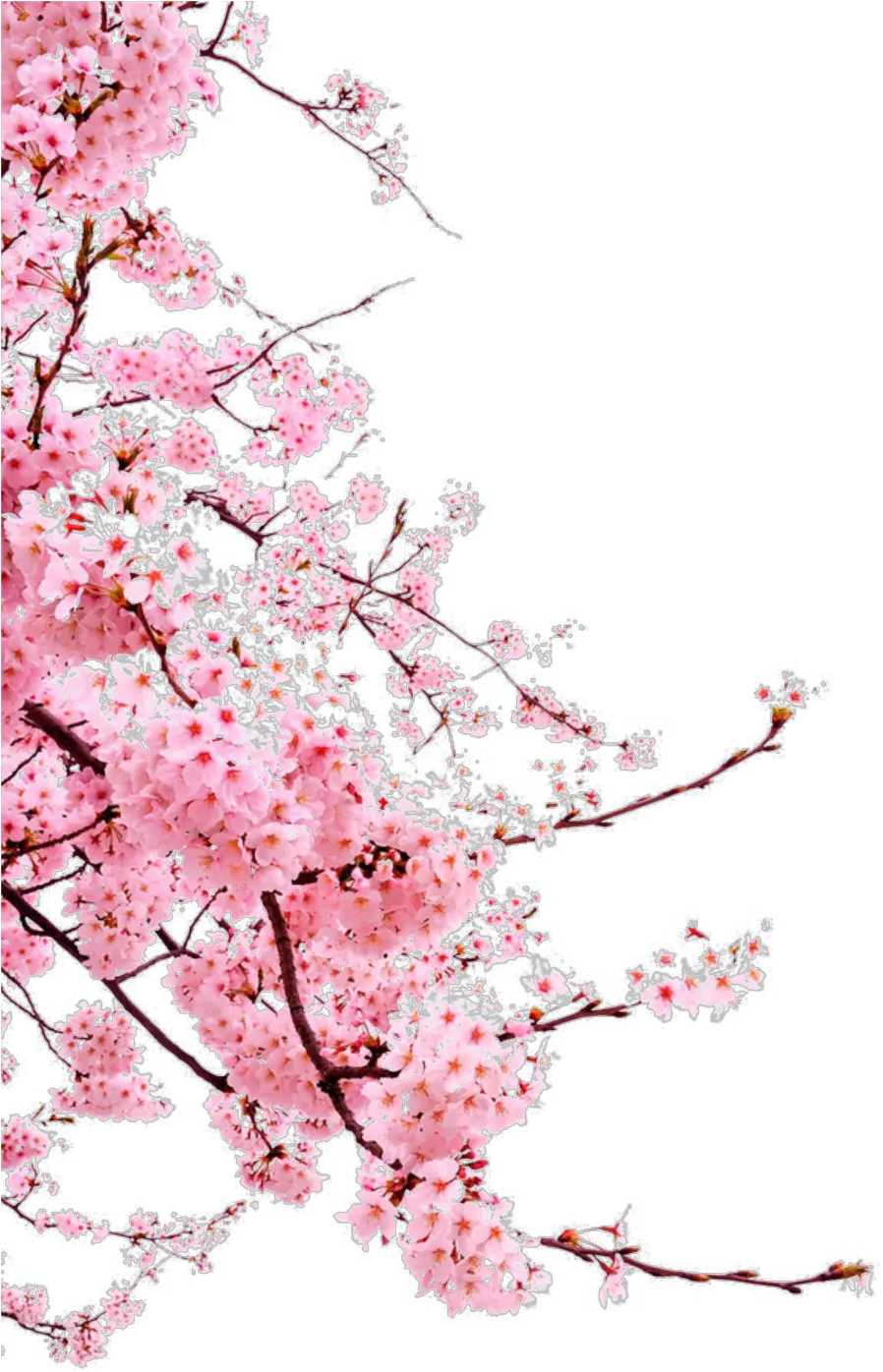 Romantic Chinese Style Painted Pink Flower Elements Japanese Cherry Blossom Png