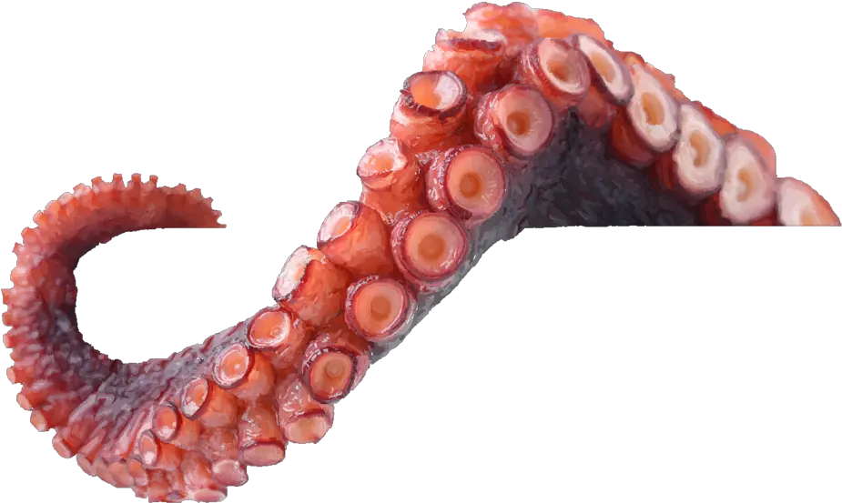 Octopus Tentacles Png