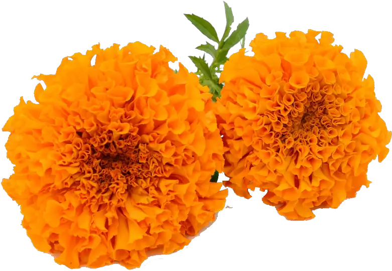 Marigold Calendula Officinalis Clip Art Marigold Flowers Png