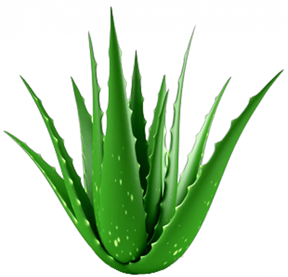 Aloe Vera Clipart