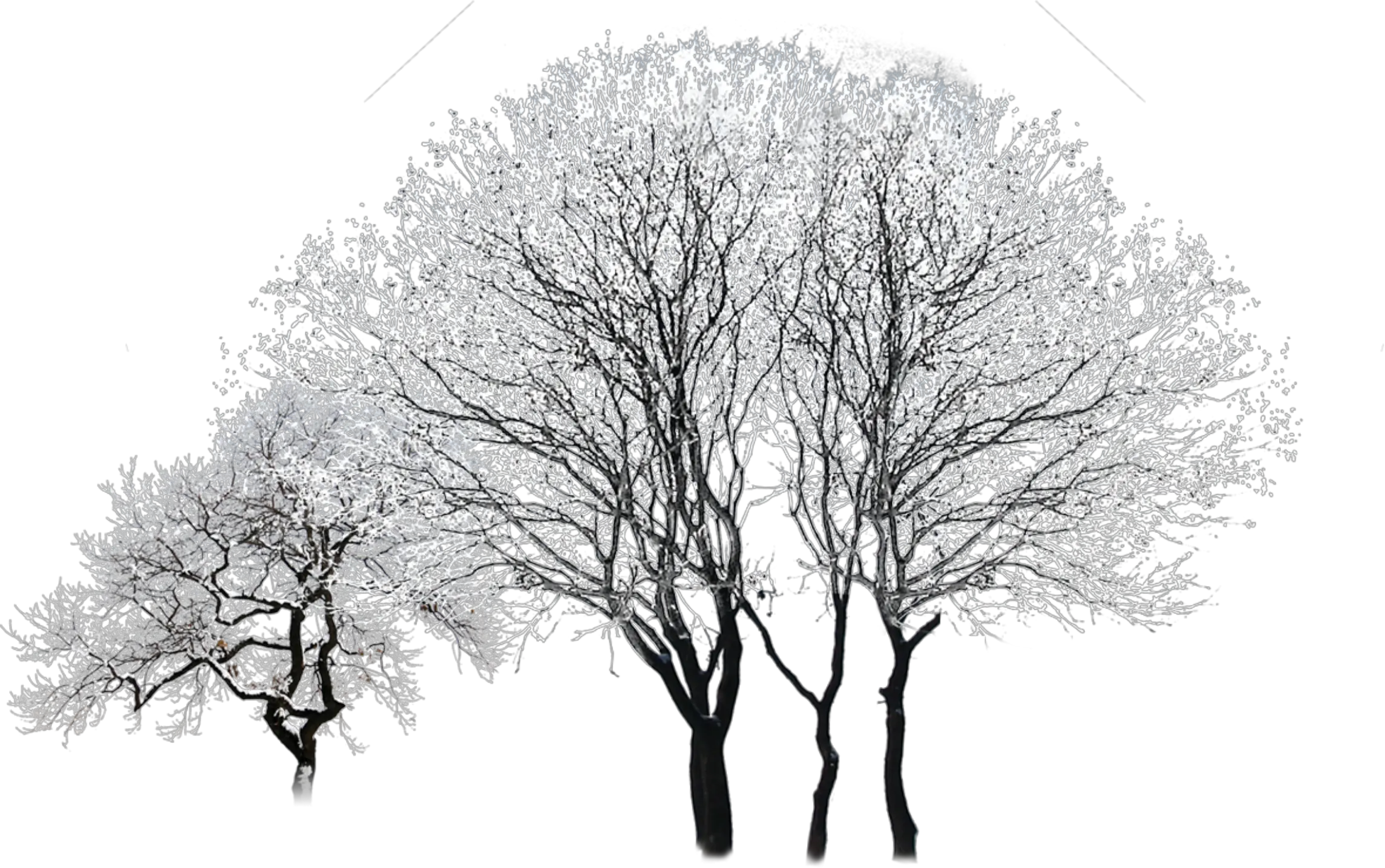 Tree Winter Black And White Snowy Winter Tree Vector