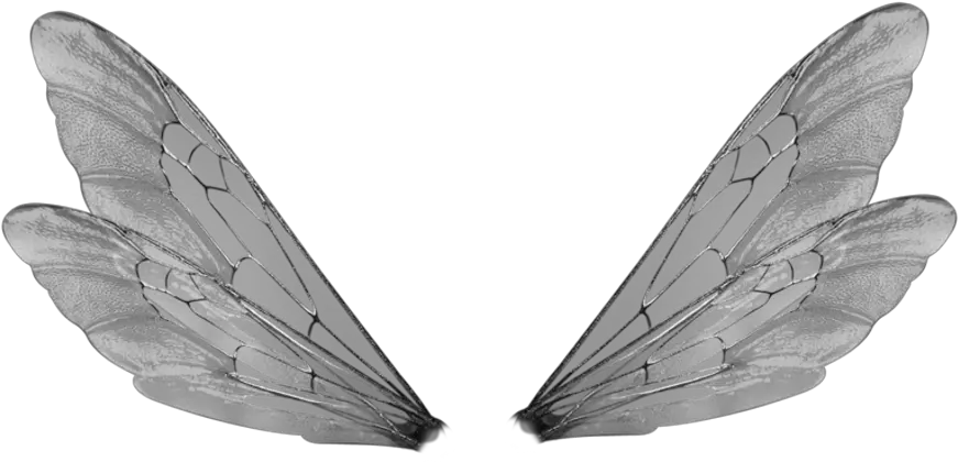 Dragonfly Wings Png Insect Wings Transparent Background