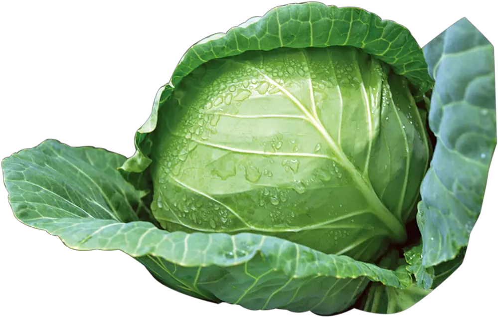 Green Cabbage Png Download Cabbage Png