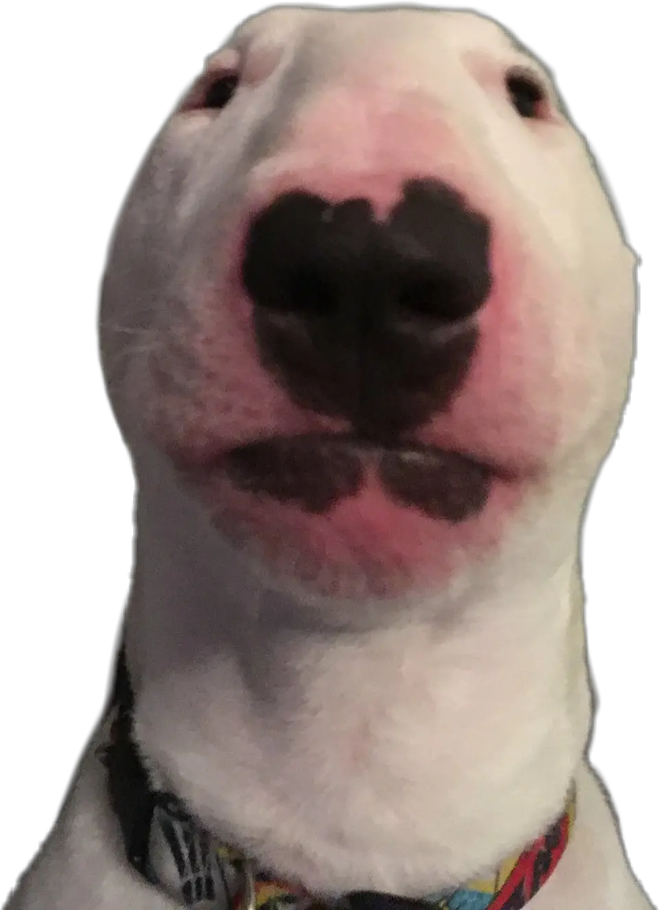Walter Sticker Nelson The Bull Terrier Png