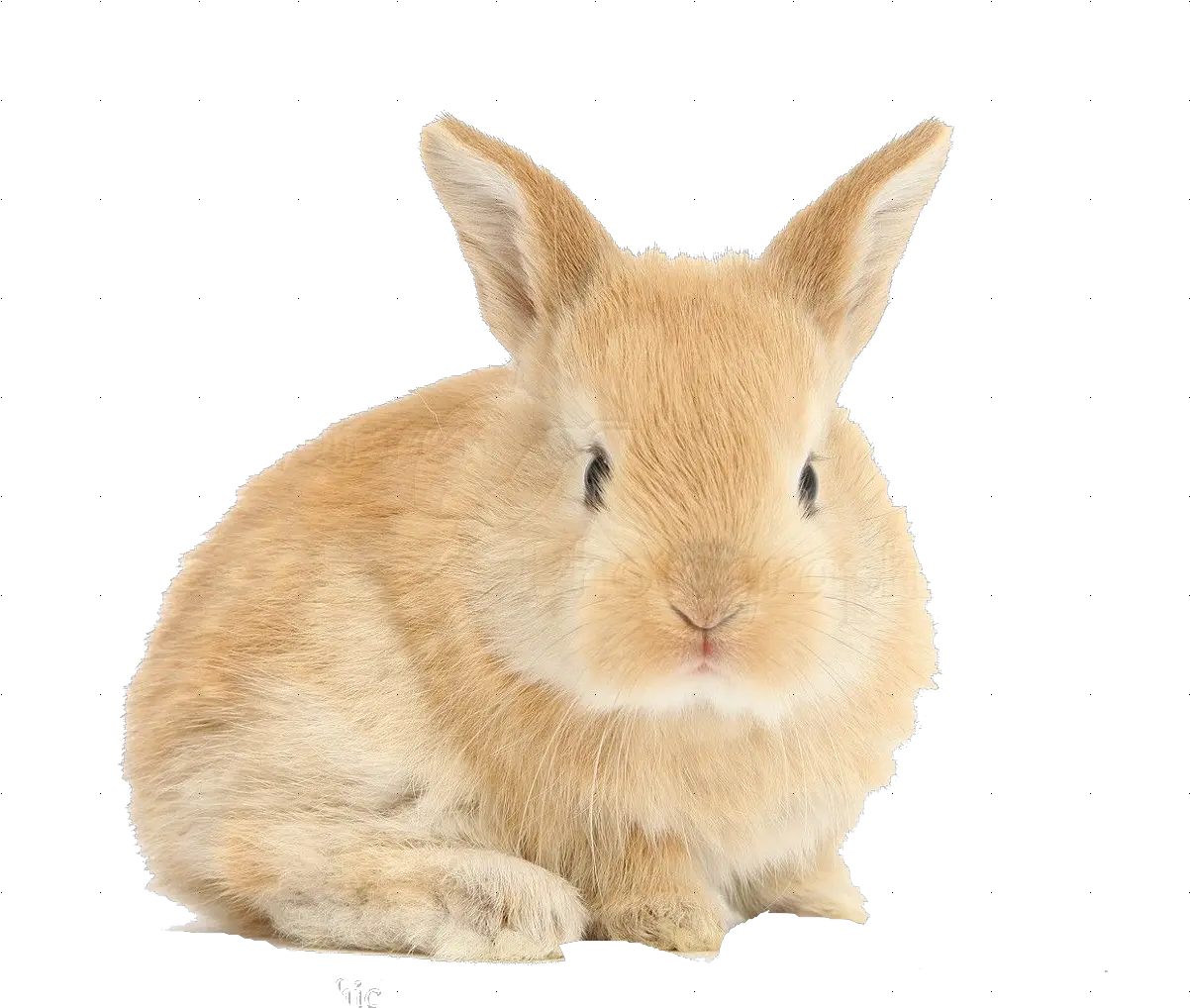 Rabbit Png Background Baby Bunny Png