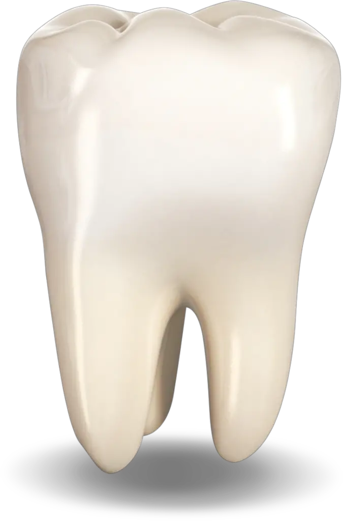 Extracted Tooth Bone