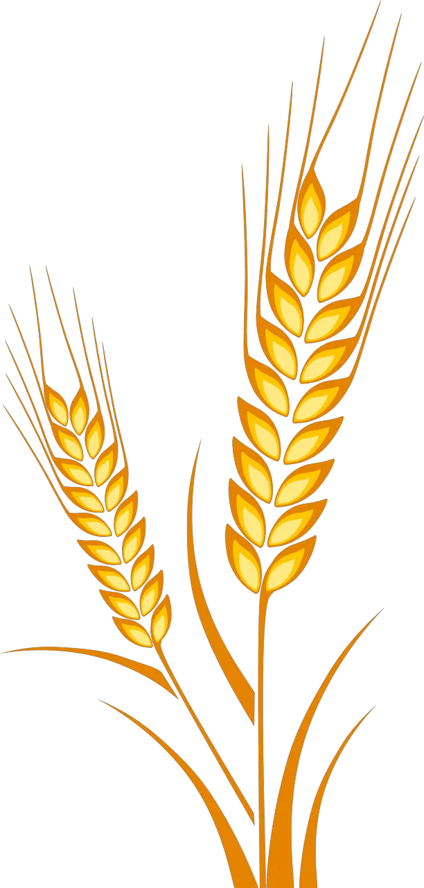 Vector Free Crops Drawing Cereal Grain Espiga De Trigo Dibujo