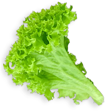 Lettuce Clipart Sliced Lettuce Leaf Transparent Background