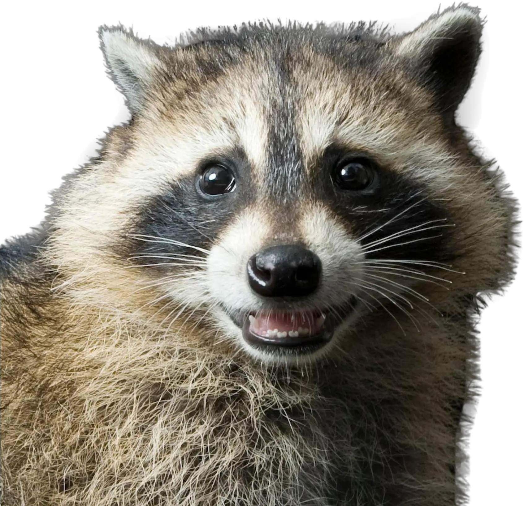 Raccoon Png Image Rocky Racoon