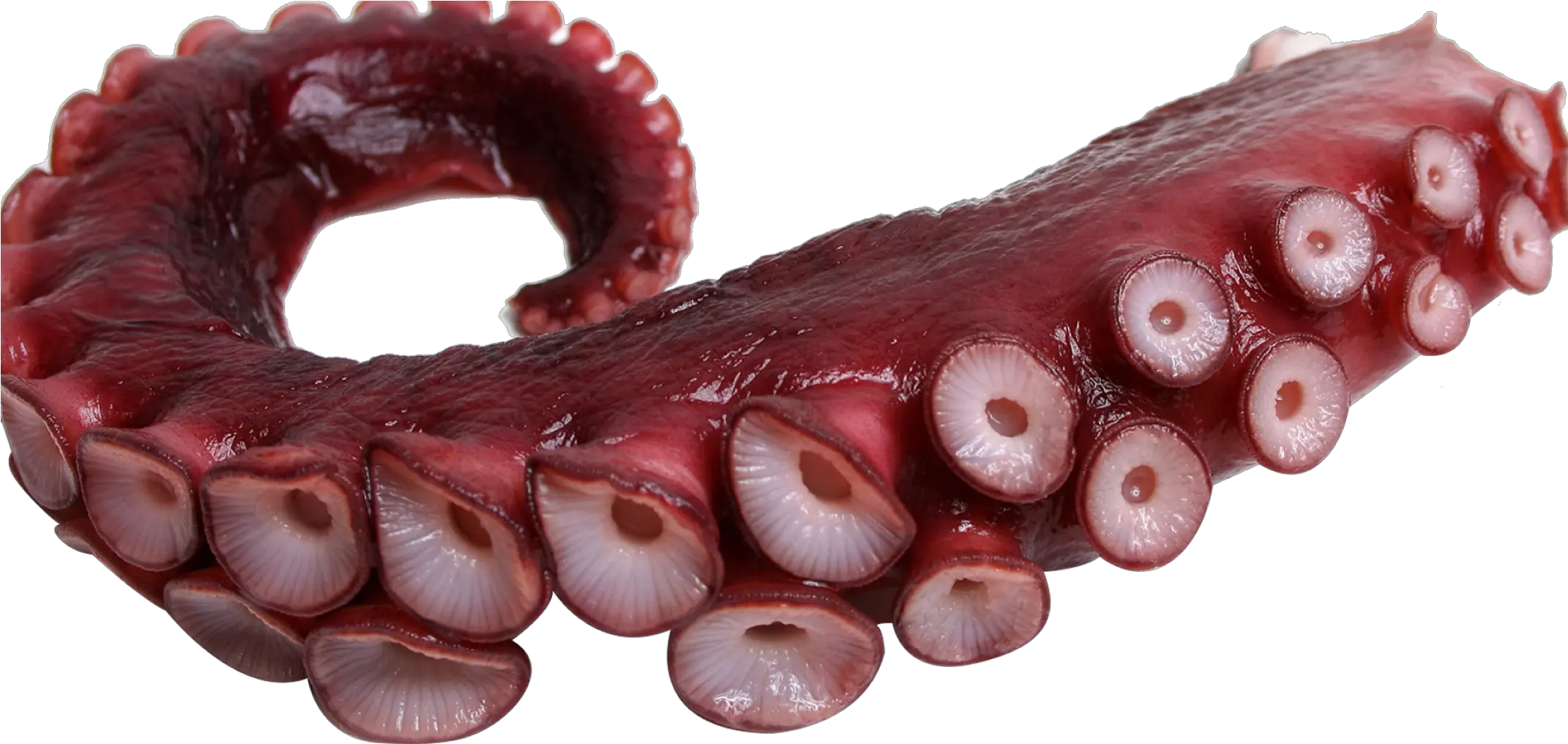 tentacle octopus freetoedit Octopus Tentacles Png