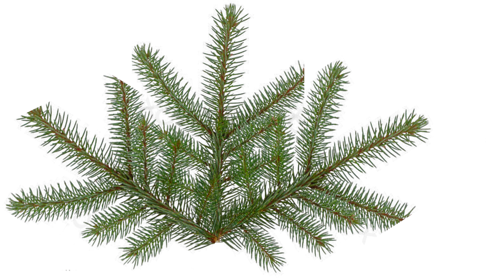 Pine Tree Texture Png Fir Tree Leaf Png