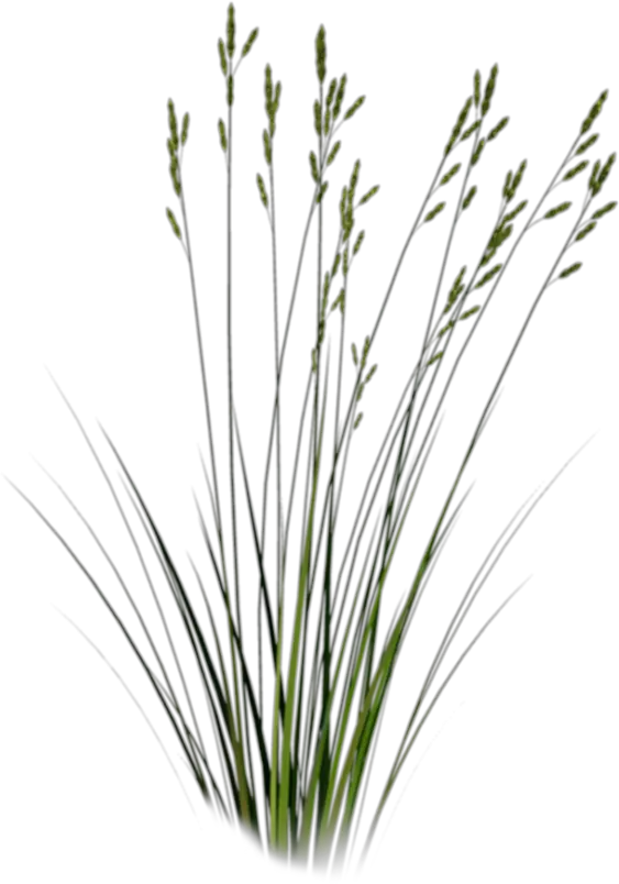 Long Grass Png Sweet Grass
