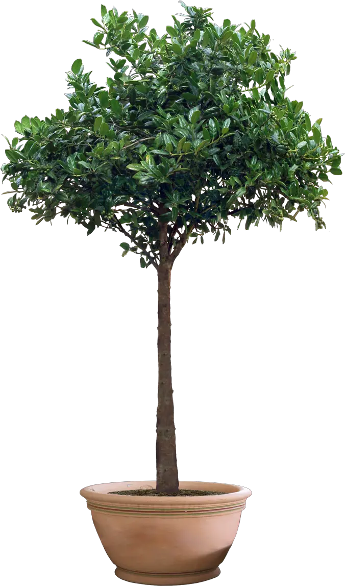 Planting Clipart Jungle Plant Ficus Plant