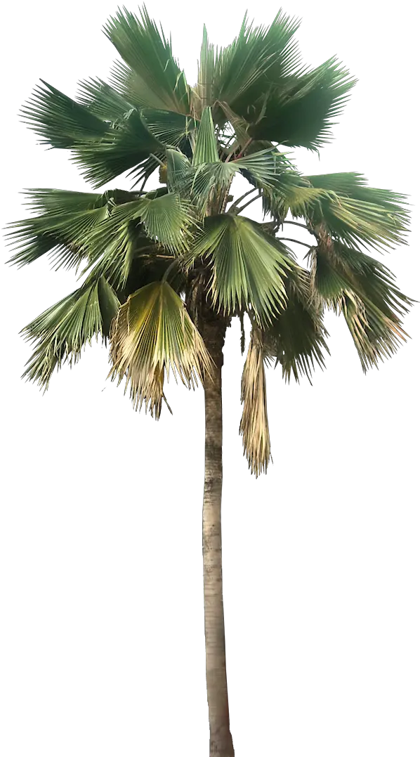 Transparent Palm Tree Great Looking Desert Plants Png Palm Tree Png