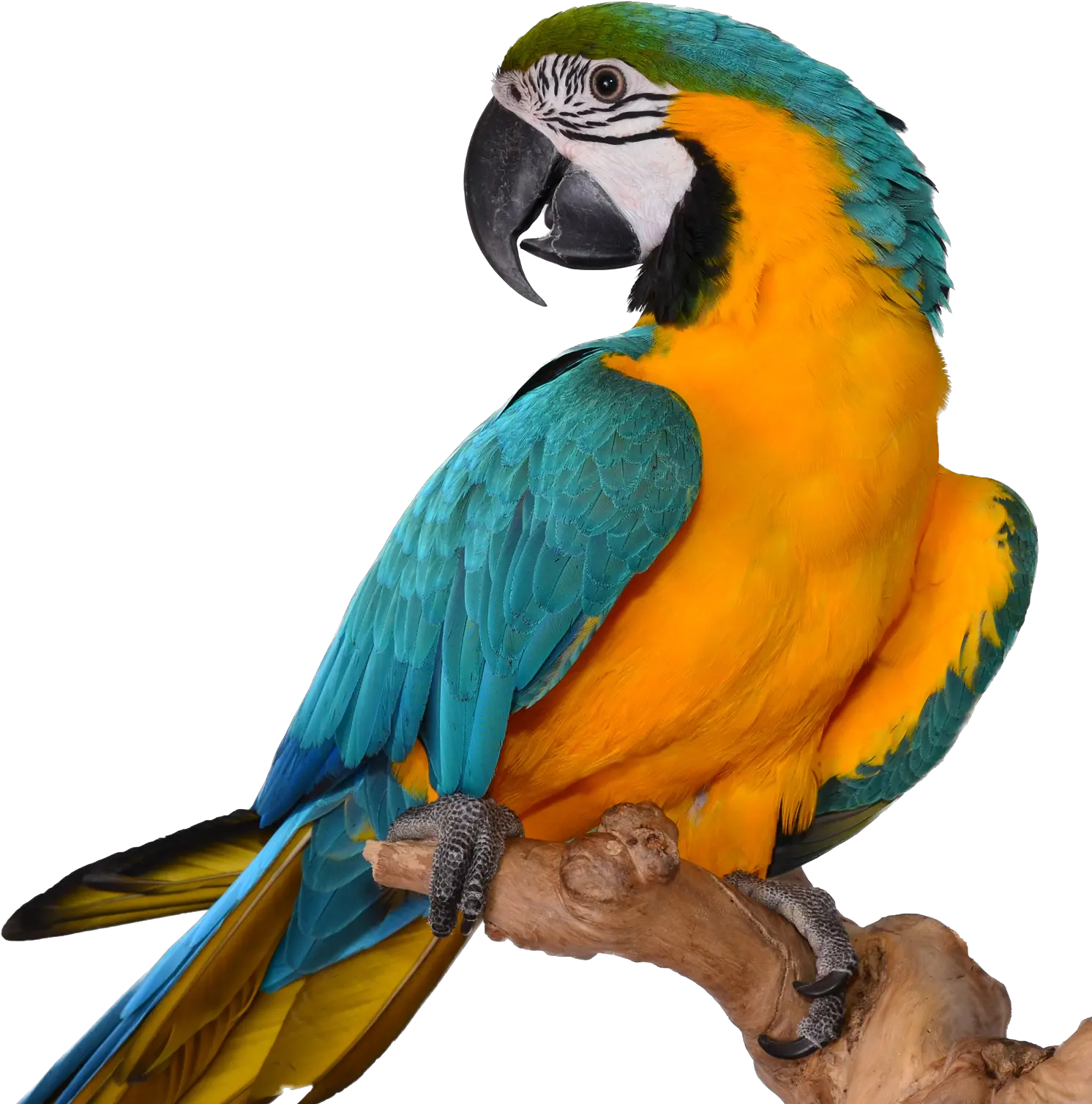 Macaw Blue Gold Macaw Png