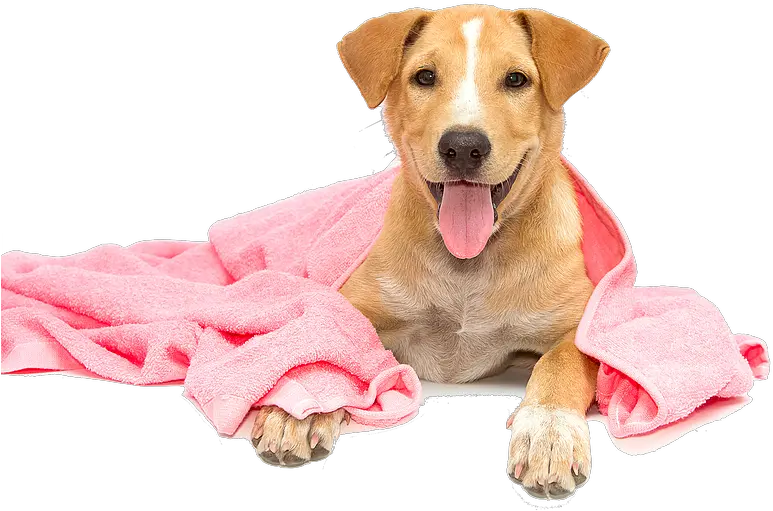 Dog Taking A Bath Png