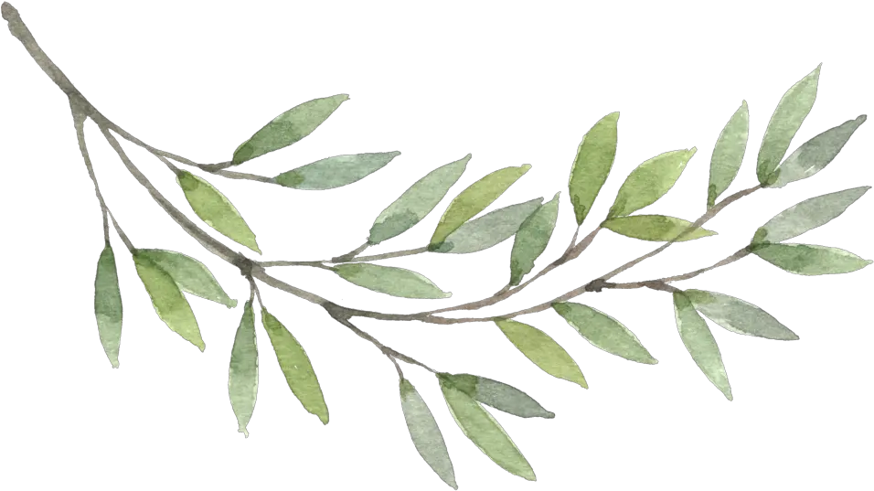 Olive Branch