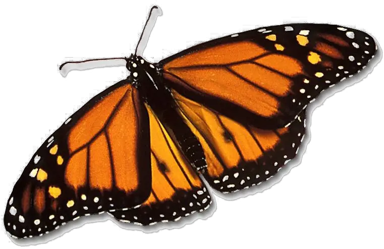 Monarch Butterfly Png Free Download Monarch Butterfly Transparent Background