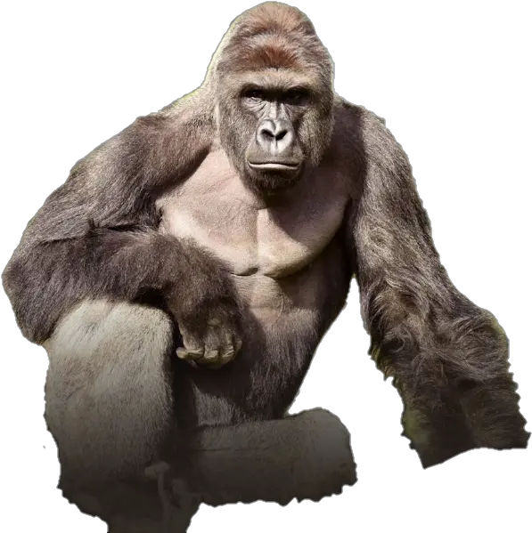 Harambe Png
