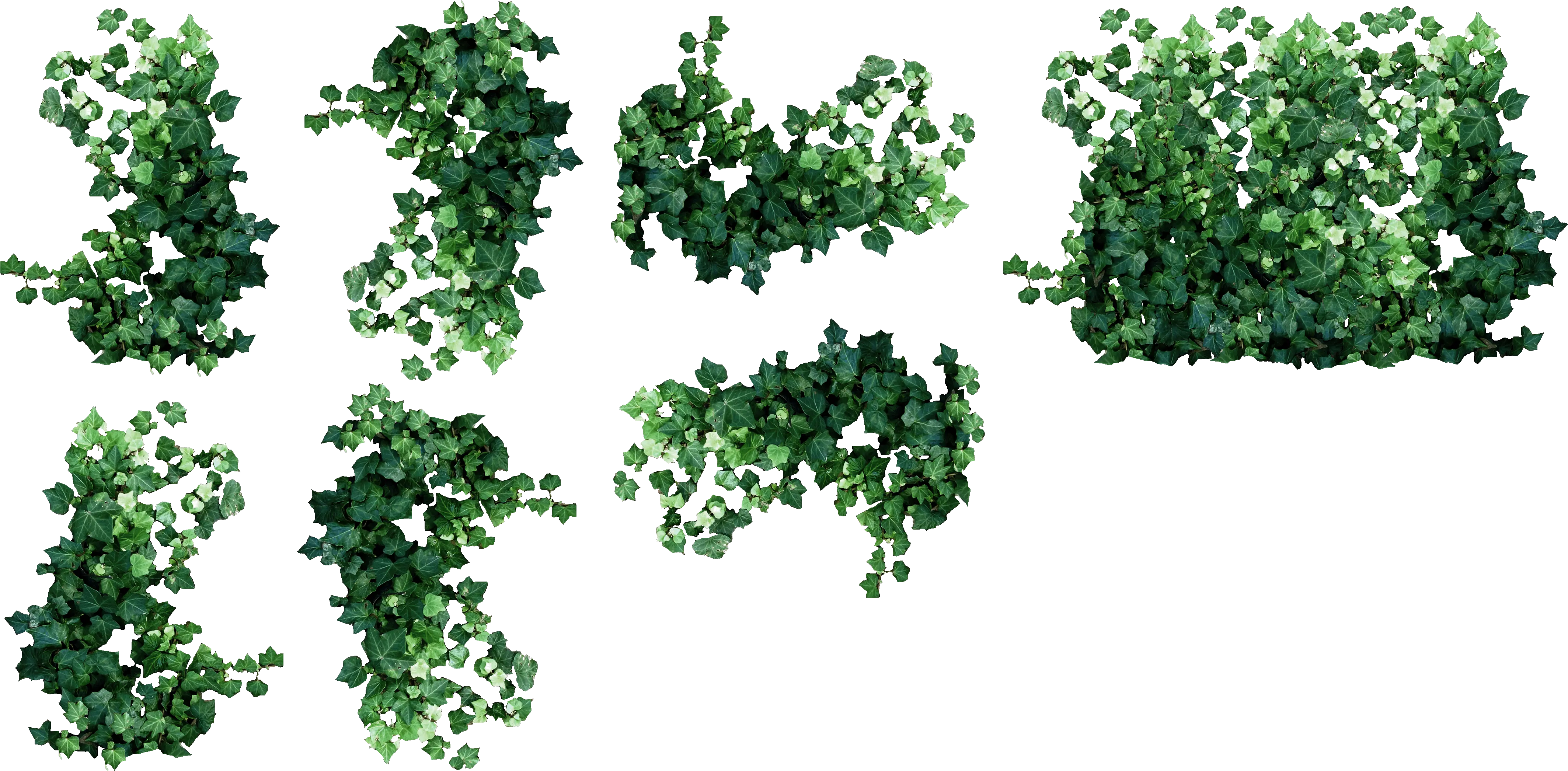 Ivy Clipart Watermelon Vine Hanging Plants Plan View