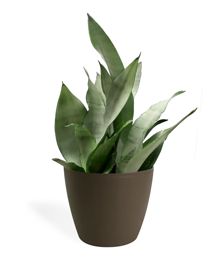 Small Plant Png Transparent