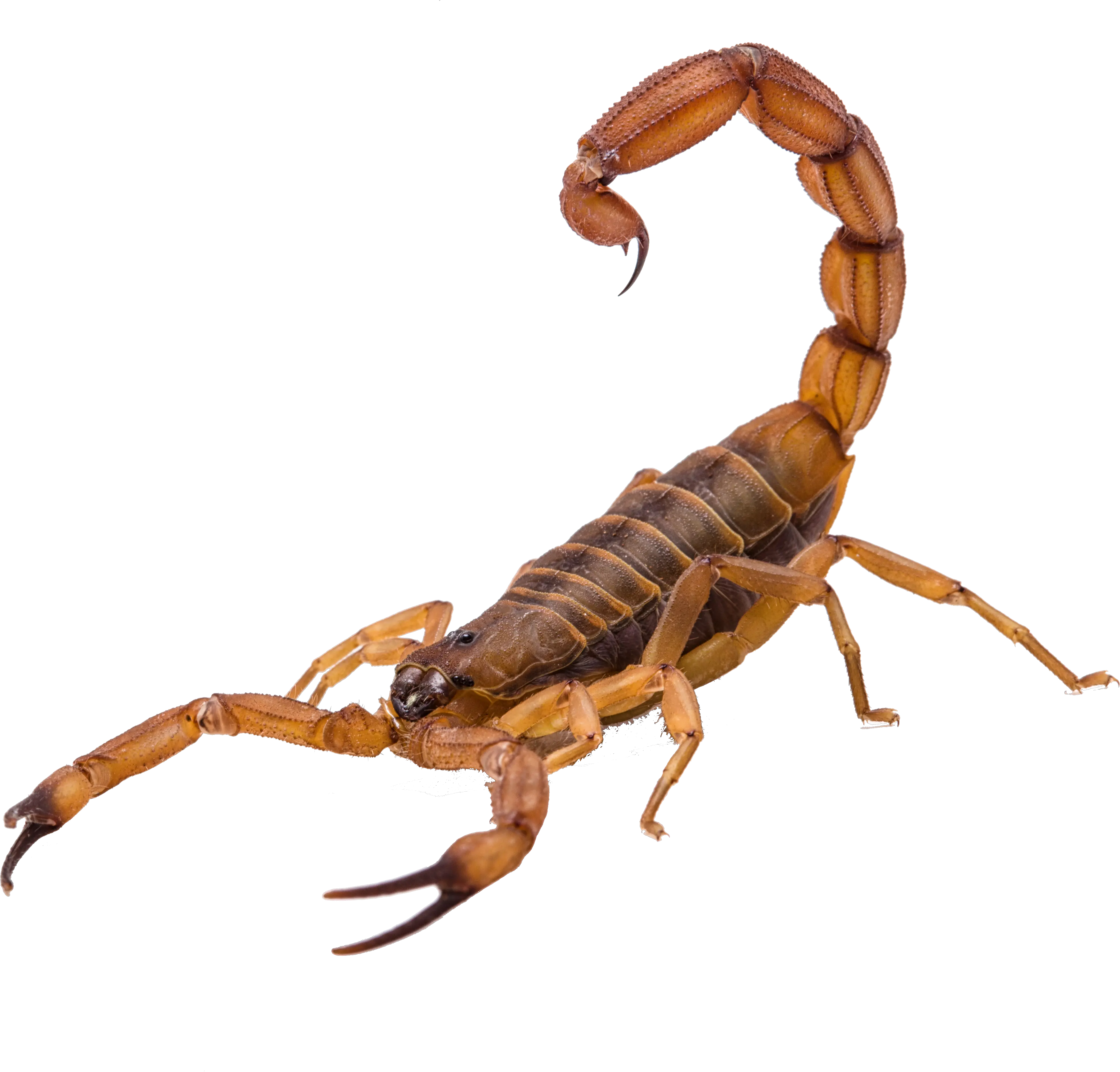 Scorpion Png