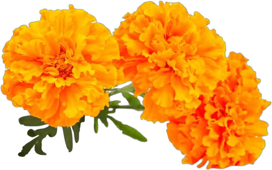 Marigold Png Marigold Flower Png