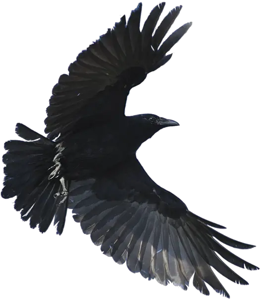 Transparent Background Flying Crow Png