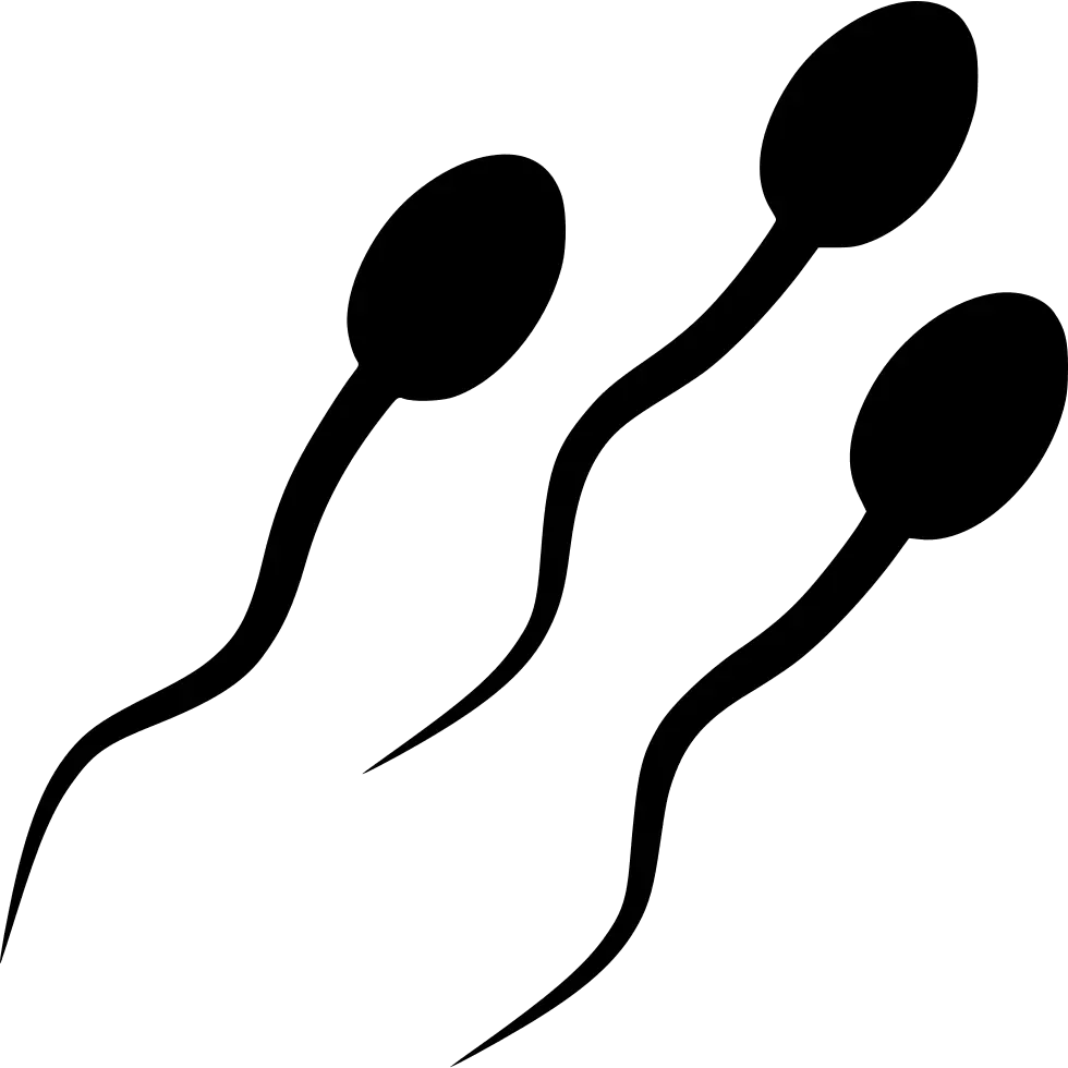 Sperm Cells Sperm Cell Clipart