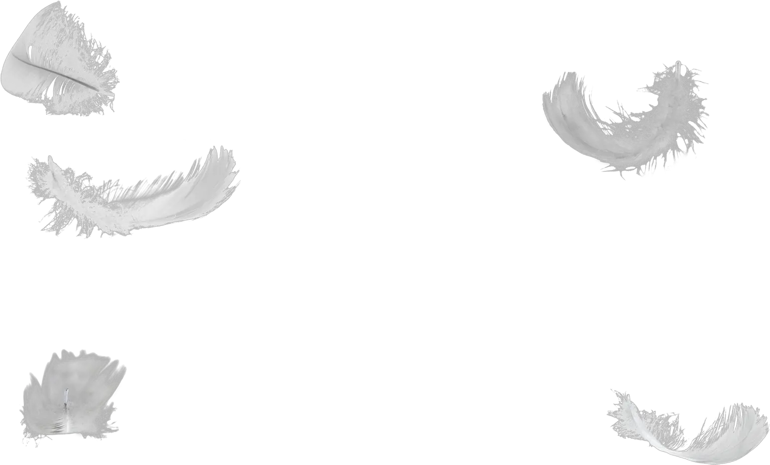 Transparent Background Swan Feathers