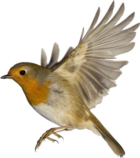 Robin Png Free Pic Robin Bird Wings