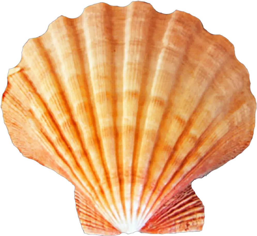 Seashell Png Sea Shells Transparent Background