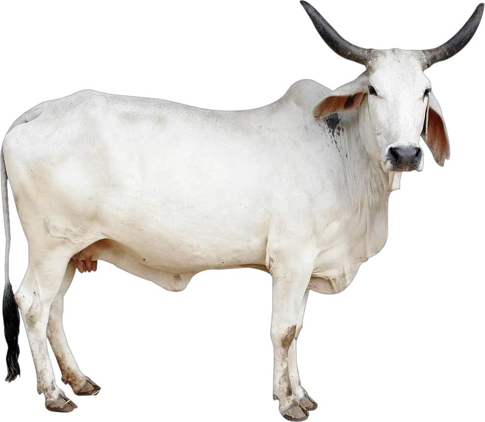 Cow Png Image Indian Cow Images Png