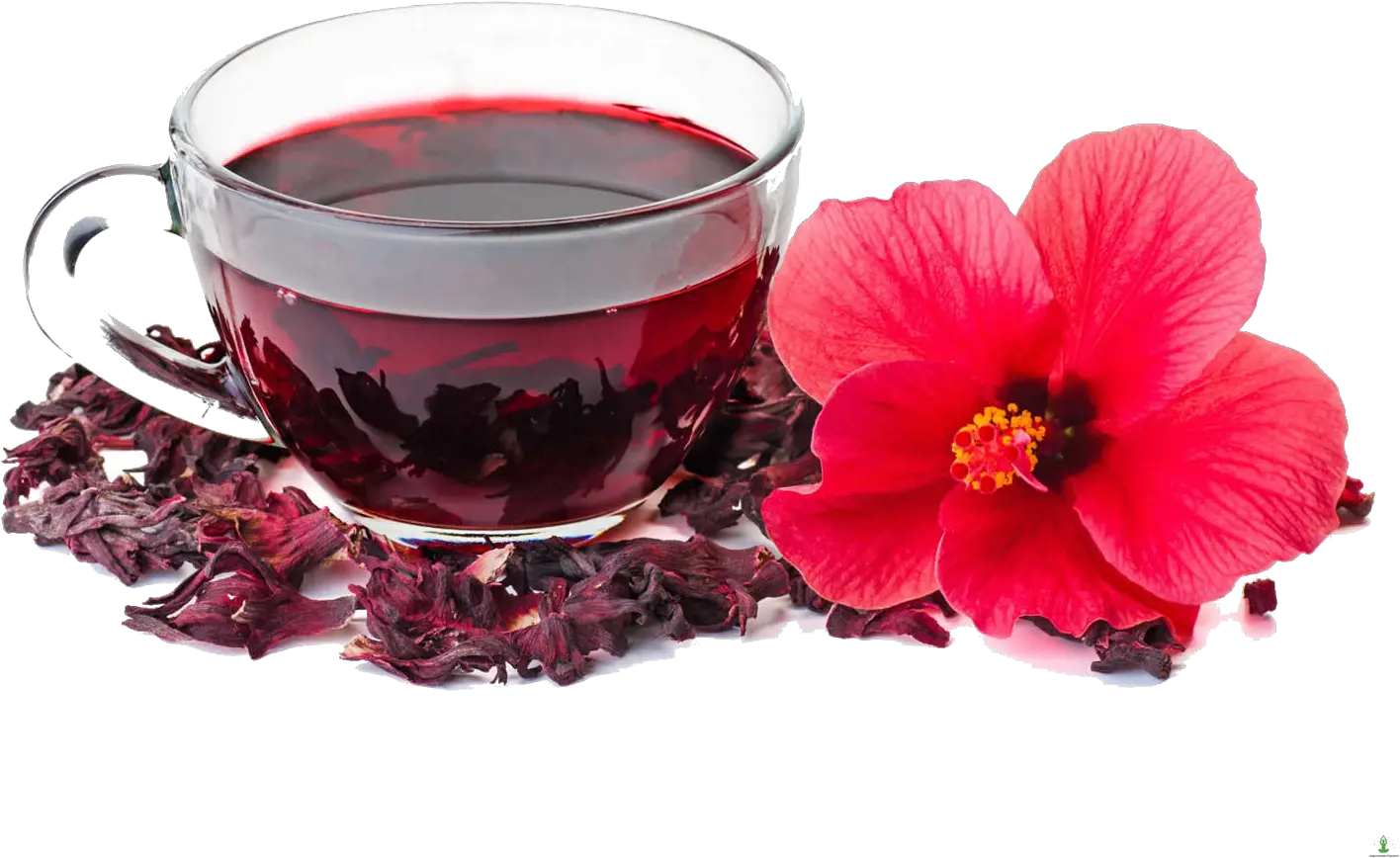 Hibiscus Tea