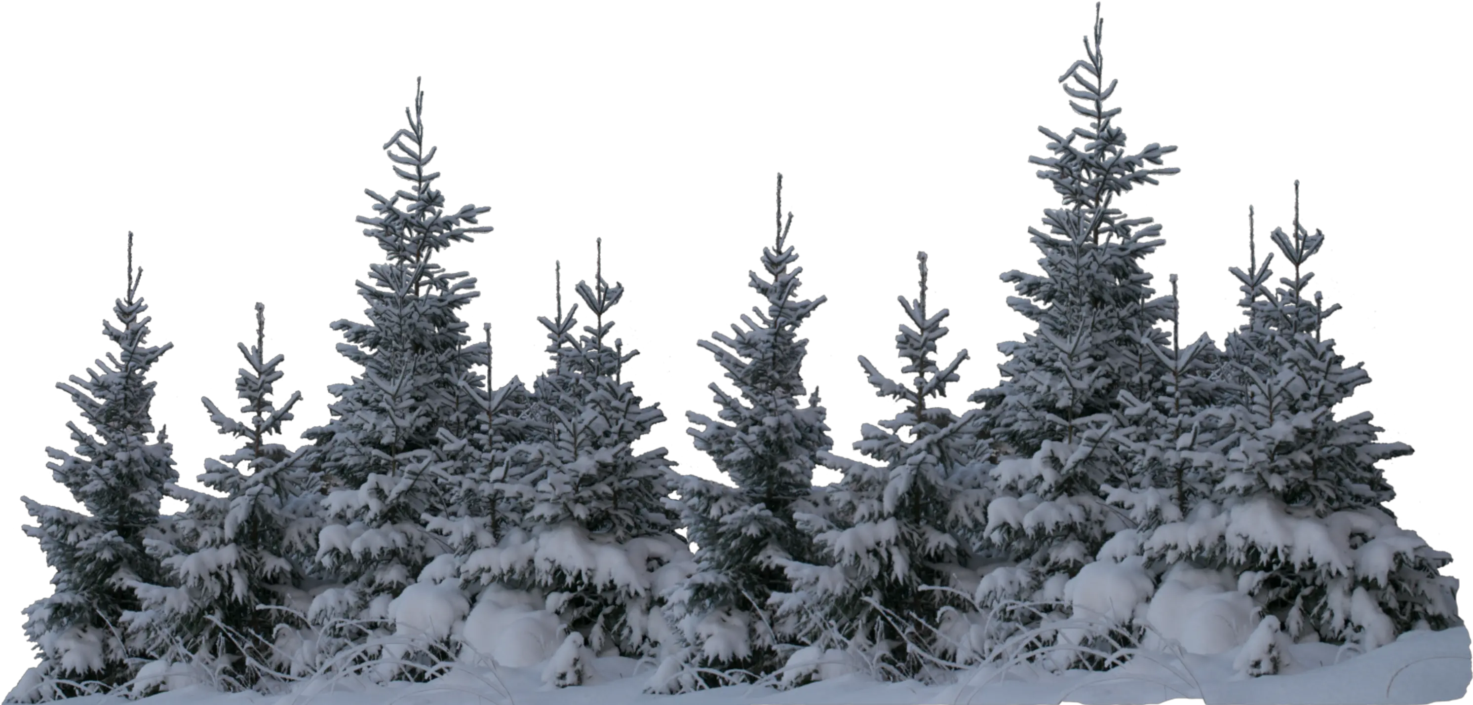 Transparent Snow Tree Png