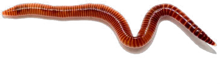 Worms Free Png Red Wigglers