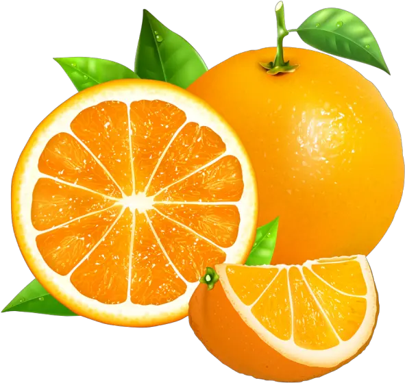 Oranges Vector